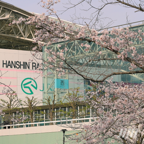 桜の季節の阪神競馬場